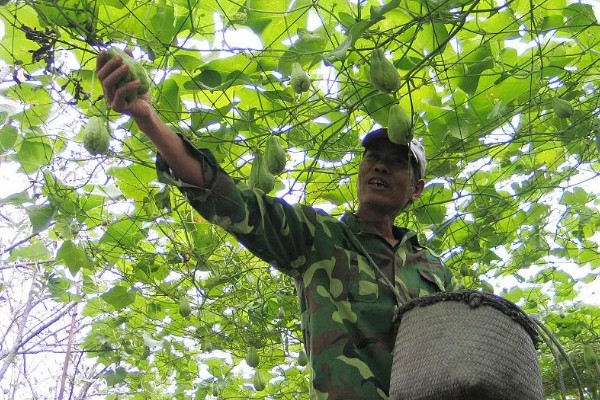 怎样种植合掌瓜，生长过程中施入三次肥料
