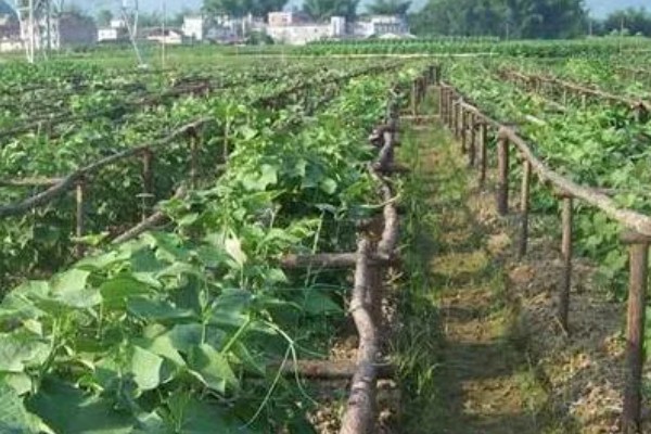 怎样种植合掌瓜，生长过程中施入三次肥料