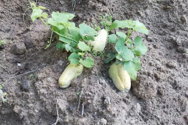 怎样种植合掌瓜，生长过程中施入三次肥料