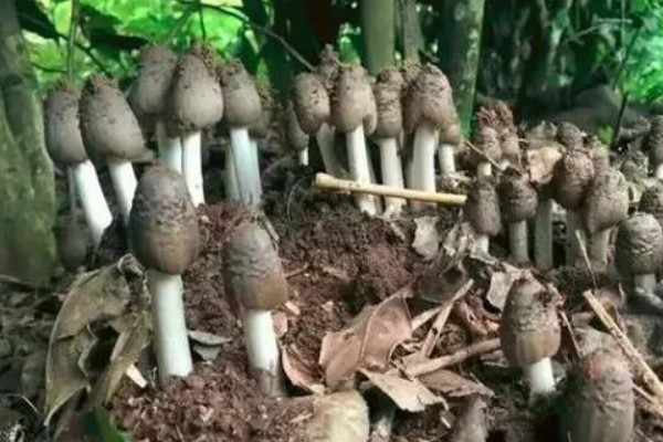 鸡枞菌是如何形成的，与白蚁属于共生的关系