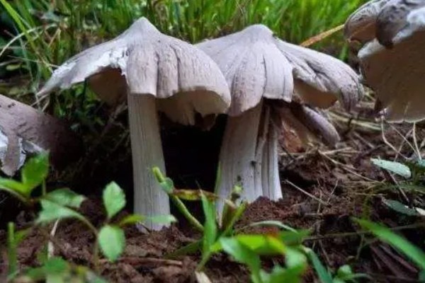 鸡枞菌是如何形成的，与白蚁属于共生的关系