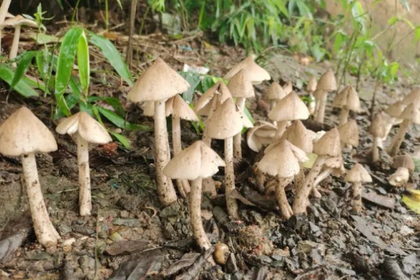 鸡枞菌是如何形成的，与白蚁属于共生的关系