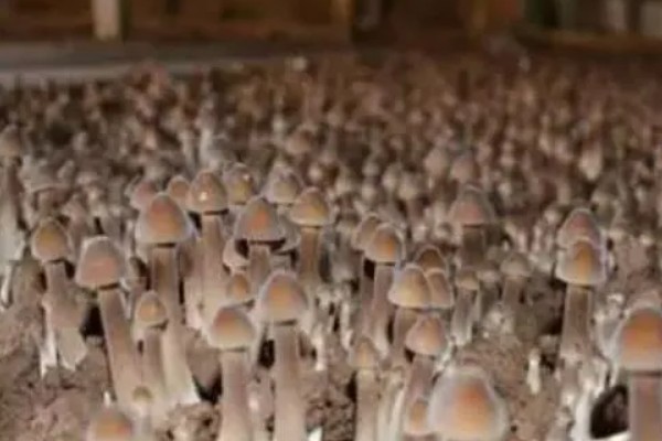 鸡枞菌是如何形成的，与白蚁属于共生的关系