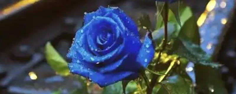 蓝色玫瑰的花语，寓意梦想成真、唯一挚爱等