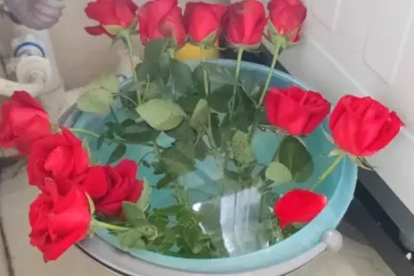 蓝色玫瑰的花语，寓意梦想成真、唯一挚爱等
