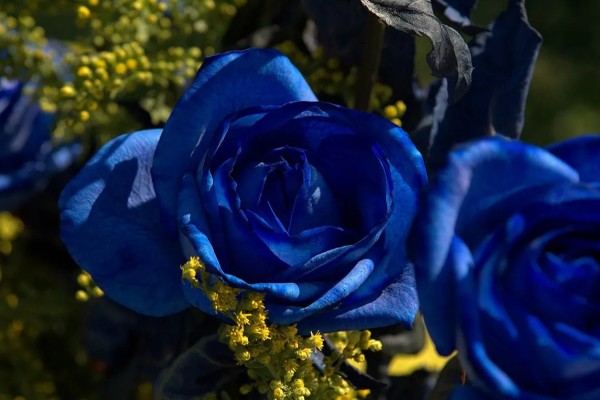 蓝色玫瑰的花语，寓意梦想成真、唯一挚爱等