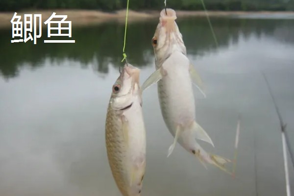 秋田狐7号鱼钩适合钓哪种鱼，适合钓鲫鱼、罗非等鱼