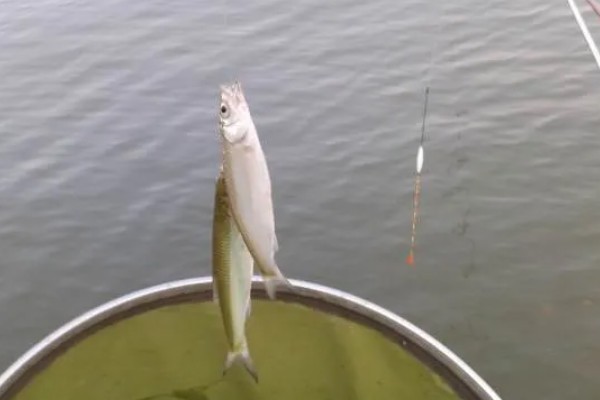 秋田狐7号鱼钩适合钓哪种鱼，适合钓鲫鱼、罗非等鱼