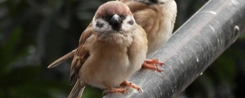 麻雀的特点，体长为14厘米左右