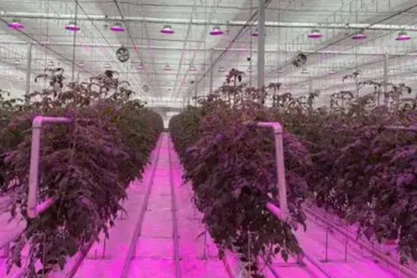大棚蔬菜栽培的注意事项，要遵循北高南低的原则
