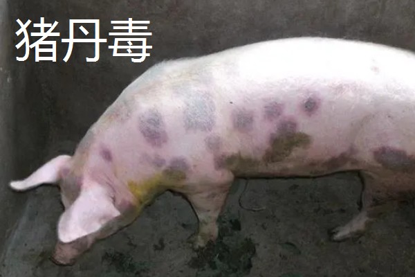 猪耳朵肿大的原因，可能是血肿引起的
