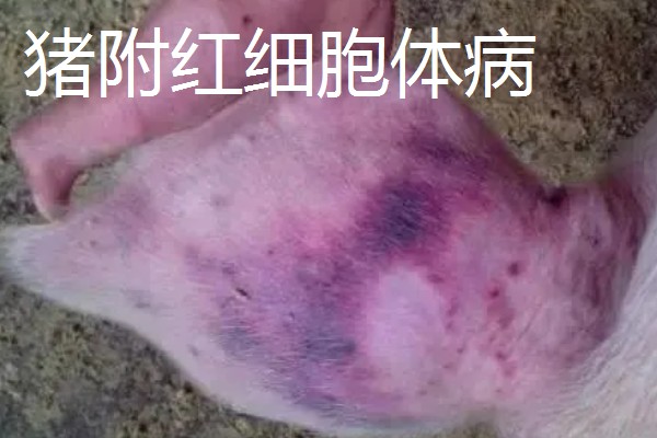 猪耳朵肿大的原因，可能是血肿引起的