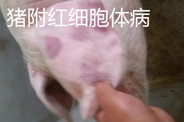 猪耳朵肿大的原因，可能是血肿引起的