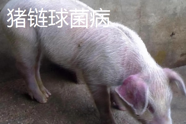 猪耳朵肿大的原因，可能是血肿引起的