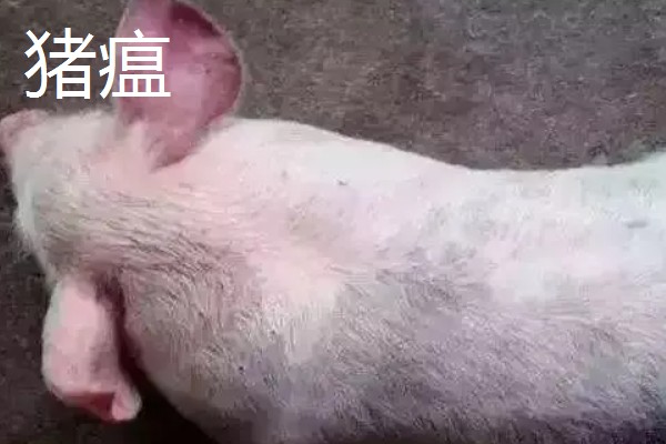 猪耳朵肿大的原因，可能是血肿引起的