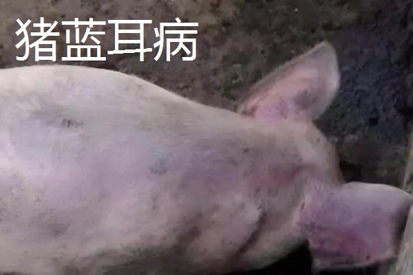 猪耳朵肿大的原因，可能是血肿引起的
