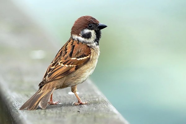 麻雀的特点，体长为14厘米左右