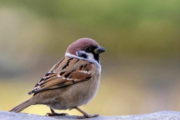 麻雀的特点，体长为14厘米左右