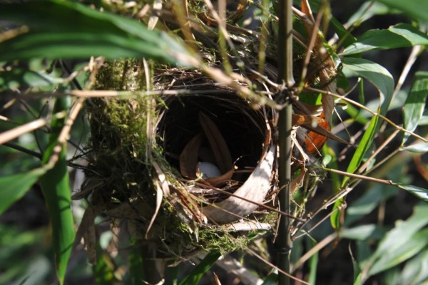 麻雀的特点，体长为14厘米左右