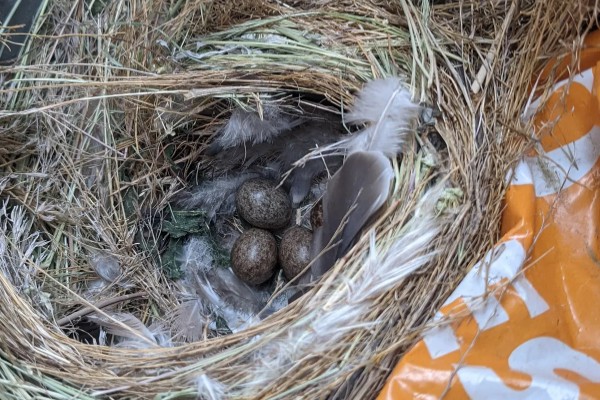 麻雀的特点，体长为14厘米左右