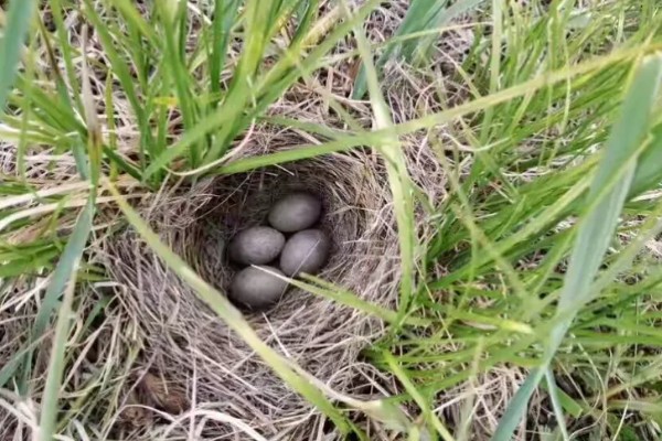 麻雀的特点，体长为14厘米左右