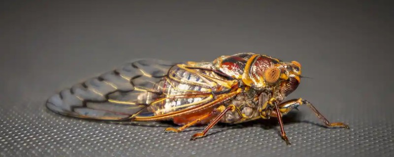 养殖金蝉一亩地的产量，可达100-300斤