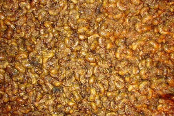 养殖金蝉一亩地的产量,可达100-300斤