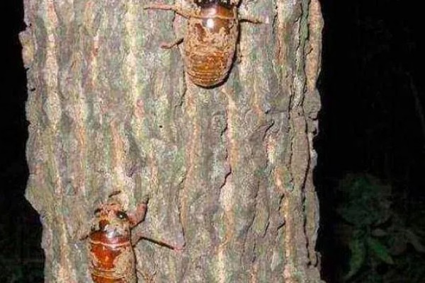 养殖金蝉一亩地的产量,可达100-300斤