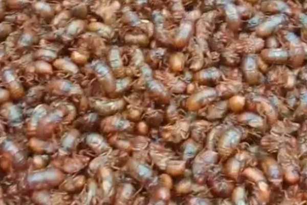 养殖金蝉一亩地的产量,可达100-300斤