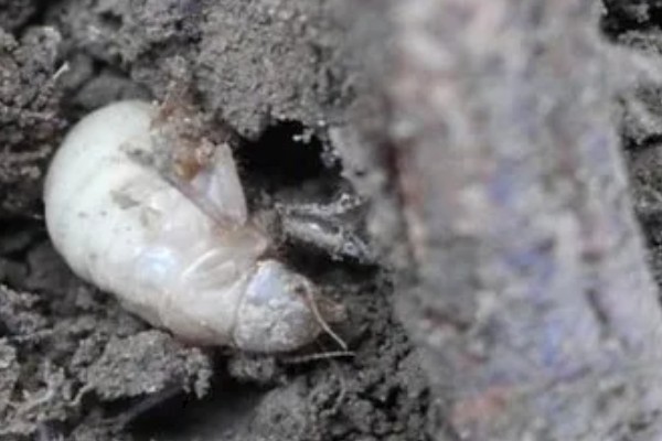 养殖金蝉一亩地的产量,可达100-300斤