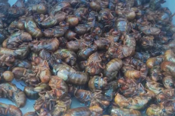 养殖金蝉一亩地的产量,可达100-300斤