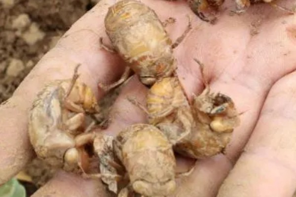 养殖金蝉一亩地的产量,可达100-300斤