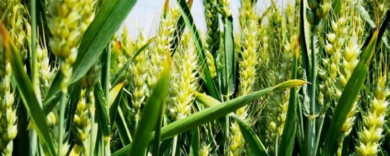 小麦的生长期，一共分为11个阶段