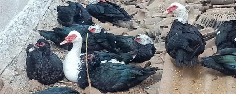 火鸭的生活习性,喜食粗饲