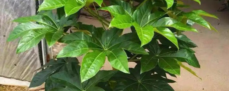 八角木的养殖方法，每2-3天浇一次水
