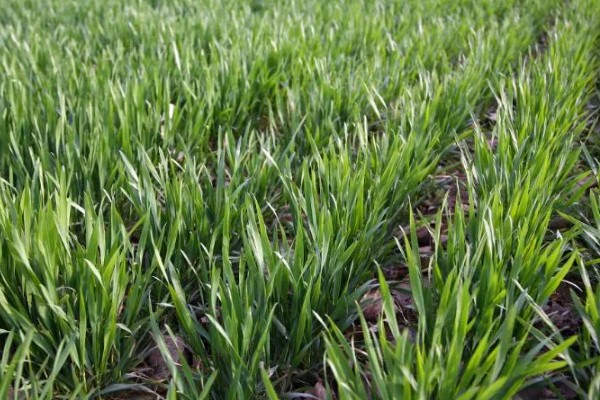 小麦的生长期，一共分为11个阶段