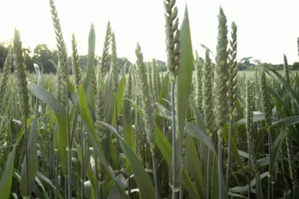 小麦的生长期，一共分为11个阶段