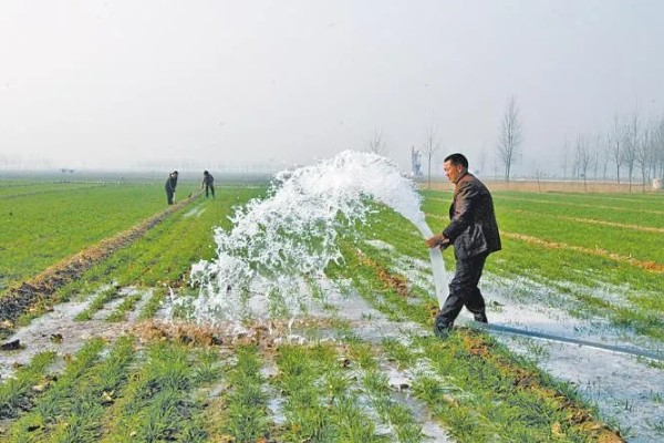 小麦的生长期，一共分为11个阶段