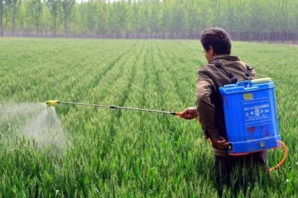 小麦的生长期，一共分为11个阶段