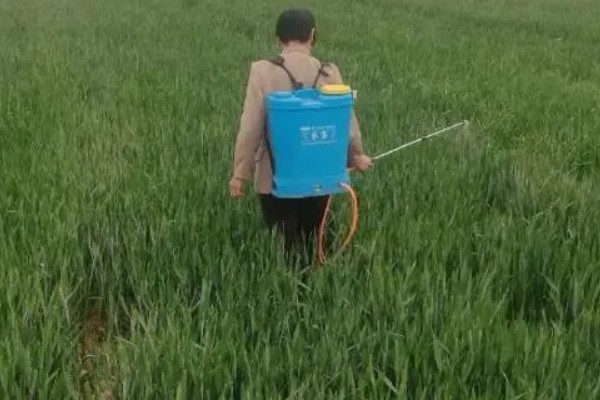 小麦的生长期，一共分为11个阶段