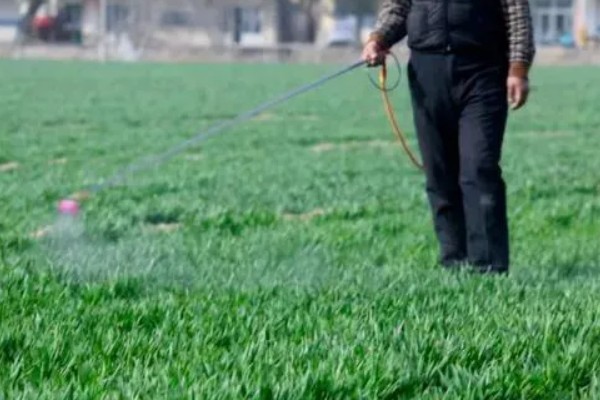 小麦的生长期，一共分为11个阶段