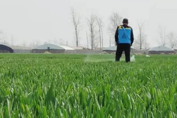 小麦的生长期，一共分为11个阶段