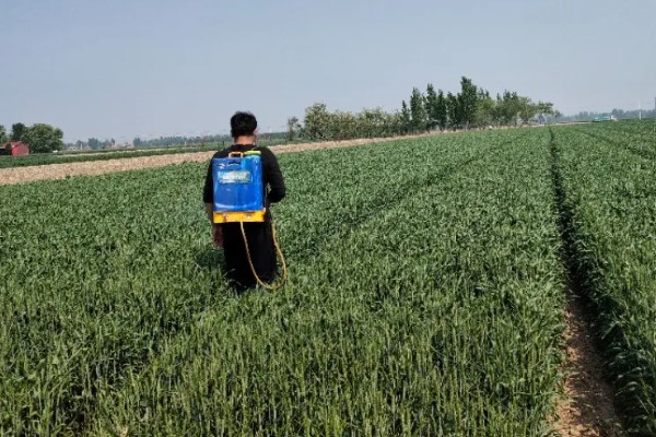 小麦的生长期，一共分为11个阶段