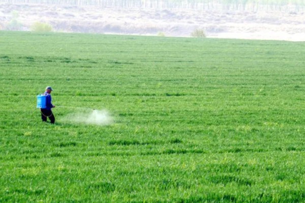 小麦的生长期，一共分为11个阶段