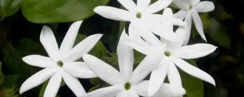怎么繁殖毛茉莉，可播种、扦插或压条繁殖