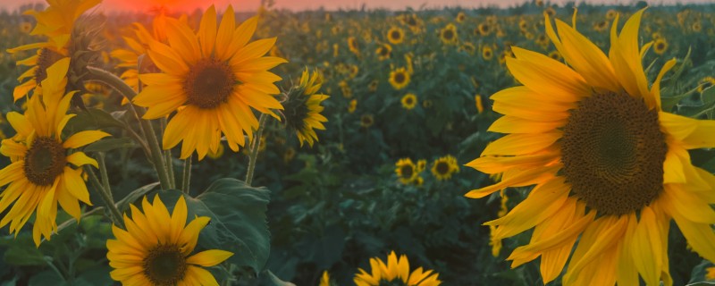 有哪些可爱又有趣的植物,常见的有向日葵、含羞草等