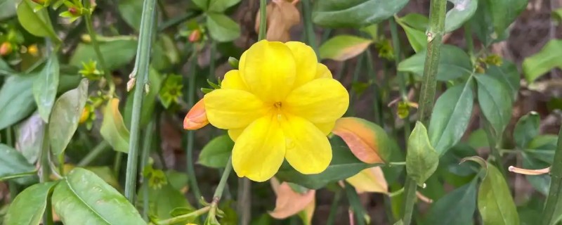 迎春花什么时候落叶，一般在秋末时节落叶