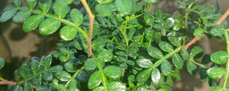 驱蚊草的种植方法，适合在10-25℃的环境生长