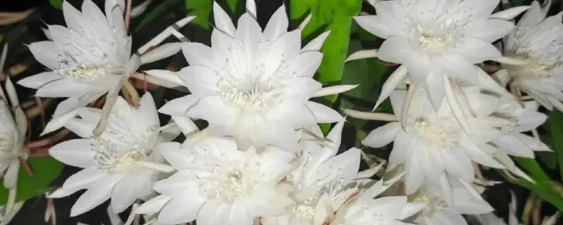 昙花是喜欢大盆还是小盆,用大盆种植为佳