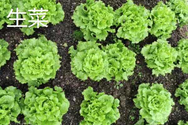 2-3月份适合种什么蔬菜，适合种生菜、茼蒿等